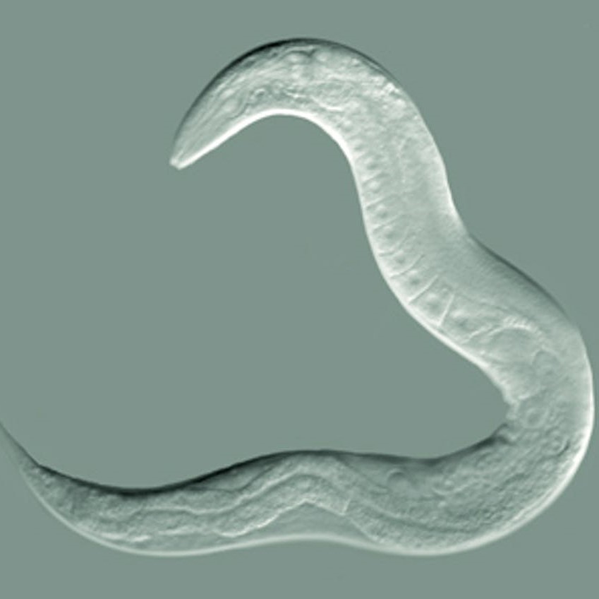 C_elegans.jpg